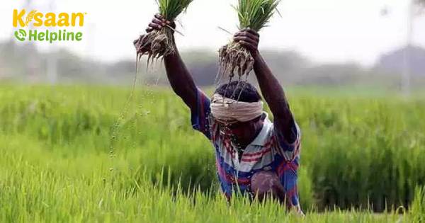 प्रधानमंत्री आवास बीमा योजना: हरियाणा किसानों के लिए PMFBY अनिवार्य बनाता है